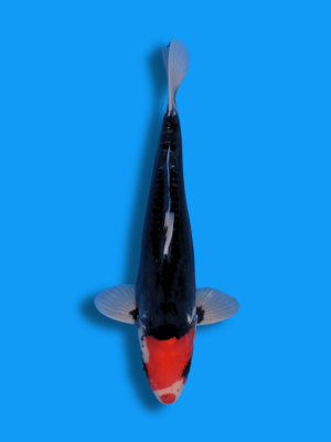 Kuchibeni Beni Kumonryu | Koi&Co.